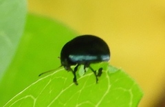 Leptinotarsa haldemani