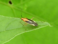 Ganocapsus filiformis