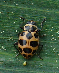 Coleomegilla maculata lengi