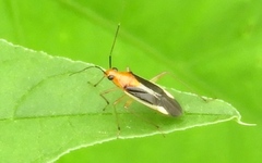 Ganocapsus filiformis