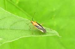 Ganocapsus filiformis