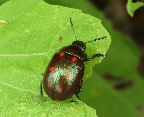 Leptinotarsa behrensi