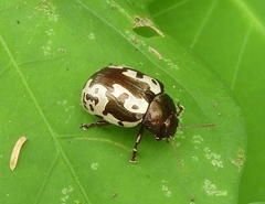 Calligrapha intermedia