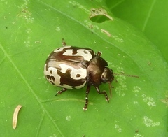 Calligrapha intermedia
