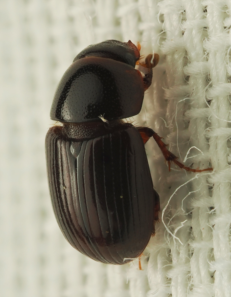 Oscarinus texensis