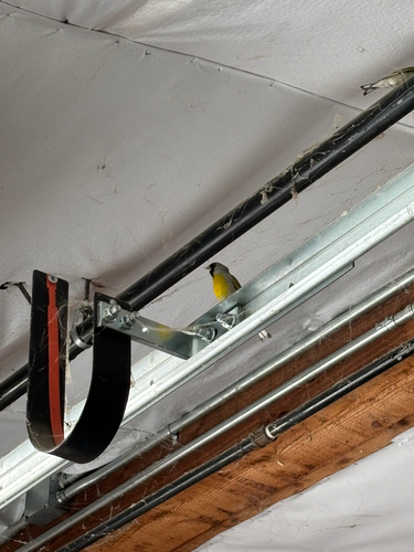 iNaturalist observation photo of Lawrence's Goldfinch