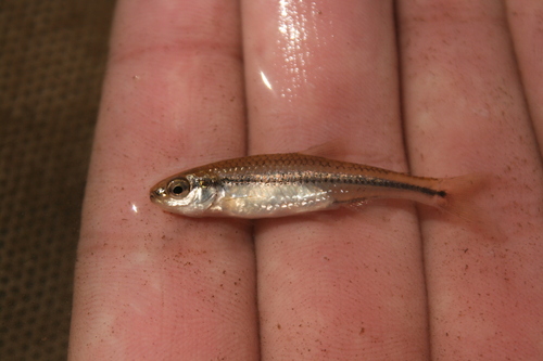 Pugnose shiner (Notropis anogenus) — Cyprinidae — 2