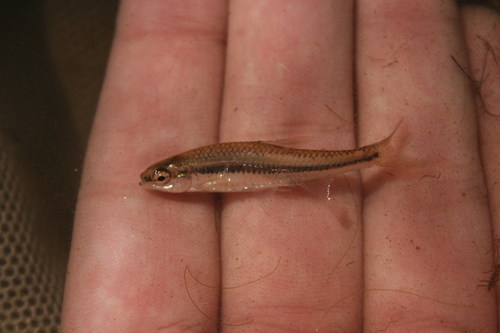 Pugnose shiner (Notropis anogenus) — Cyprinidae — 3