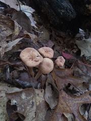 Laccaria laccata pallidifolia