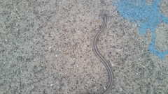 Tropidoclonion lineatum