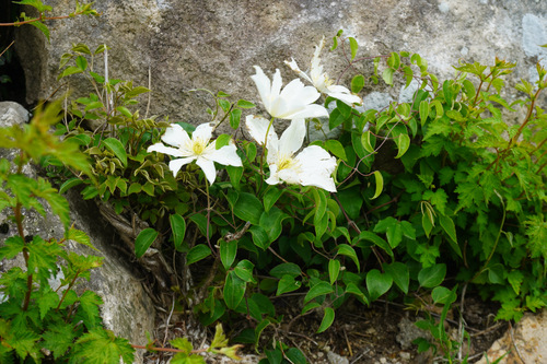 Midnight Clematis (Clematis patens)