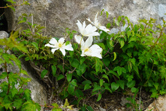 Clematis patens, photograph author not stated, no rights reserved
