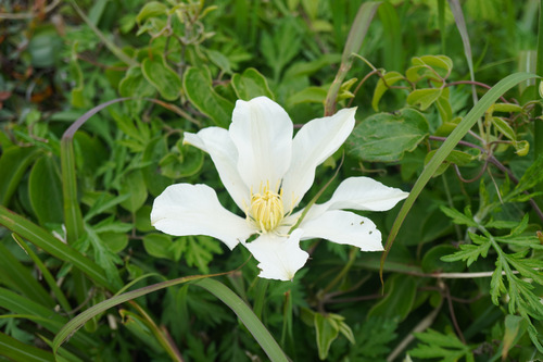 Clematis patens
