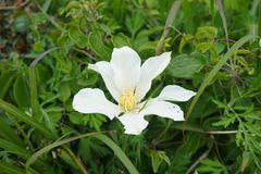 Clematis patens
