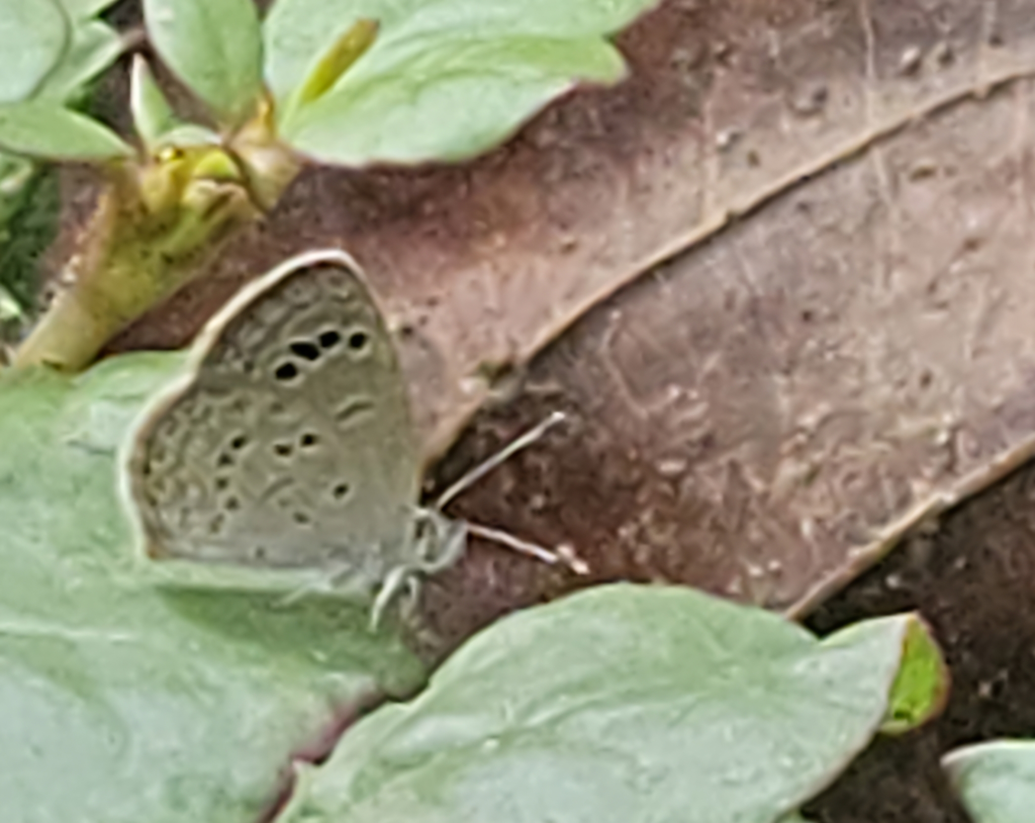 Lesser Grass Blue