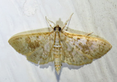 Palpita freemanalis