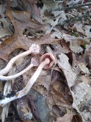 Laccaria laccata pallidifolia