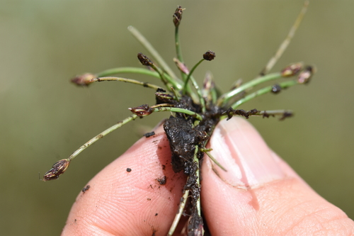 Eleocharis flavescens var. olivacea