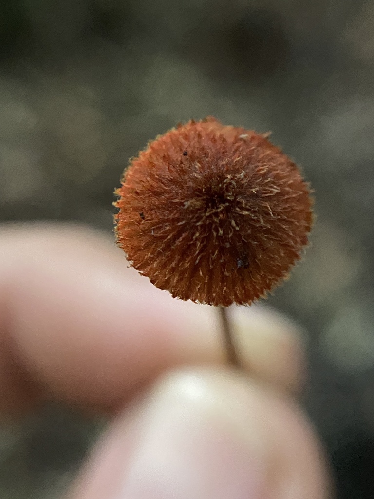 Entoloma ferreri