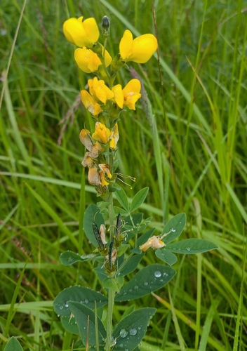 Thermopsis gracilis, photograph 6