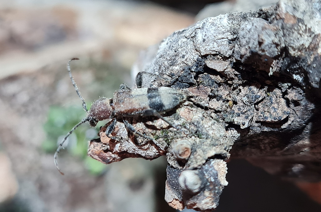 Anaglyptus praecellens
