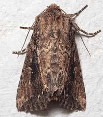 Dasygaster ligniplena