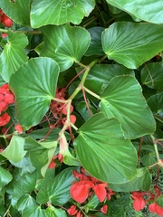 Begonia