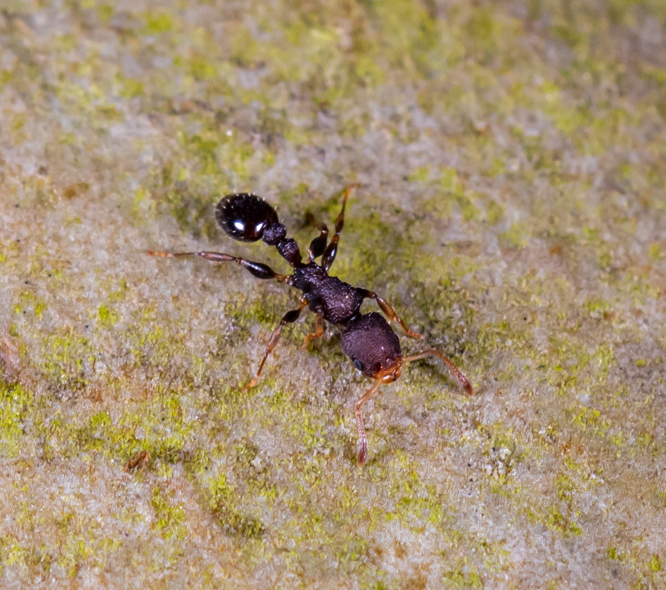 Nesomyrmex pittieri
