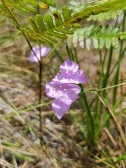 Callisia graminea