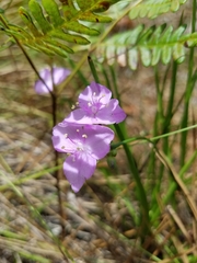 Callisia graminea