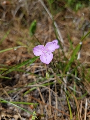 Callisia graminea