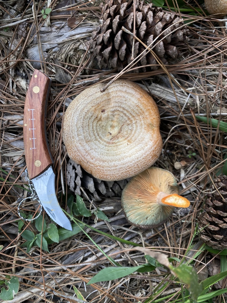 Lactarius deliciosus · May 2025 · photo: © tutitah (iNaturalist, cc0)