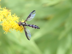 Pelecinobaccha costata