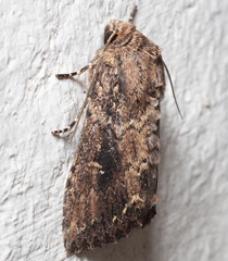 Dasygaster ligniplena