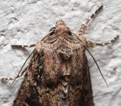 Dasygaster ligniplena