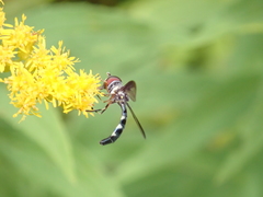 Pelecinobaccha costata