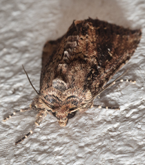 Dasygaster ligniplena