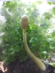 Leucocoprinus birnbaumii