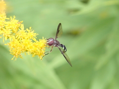 Pelecinobaccha costata