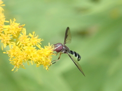 Pelecinobaccha costata