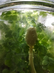 Leucocoprinus birnbaumii