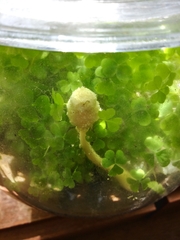 Leucocoprinus birnbaumii