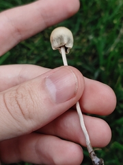 Panaeolopsis