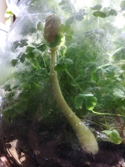 Leucocoprinus birnbaumii