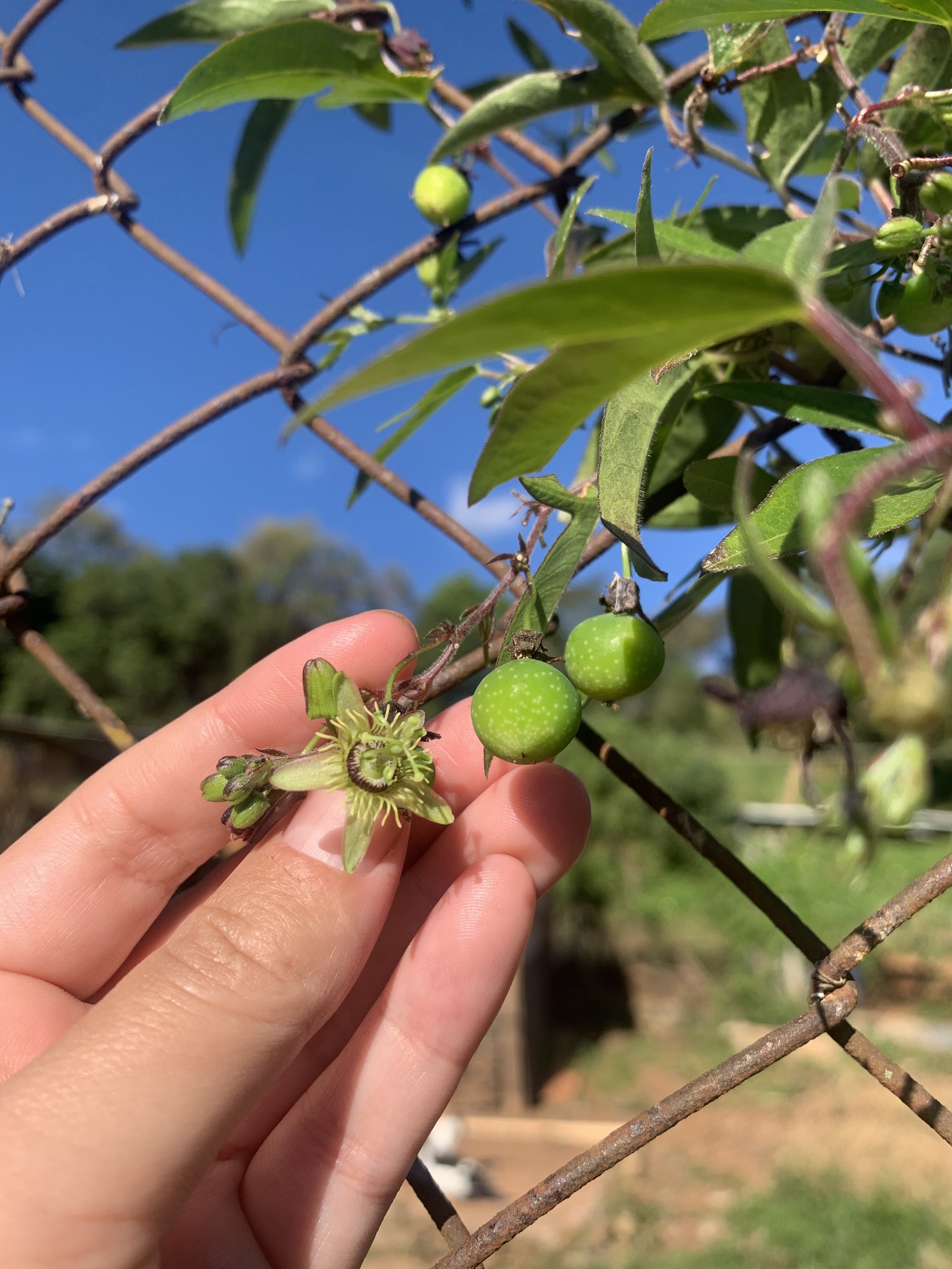 Passiflora suberosa