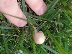 Panaeolopsis