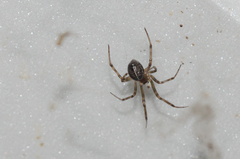 Steatoda castanea