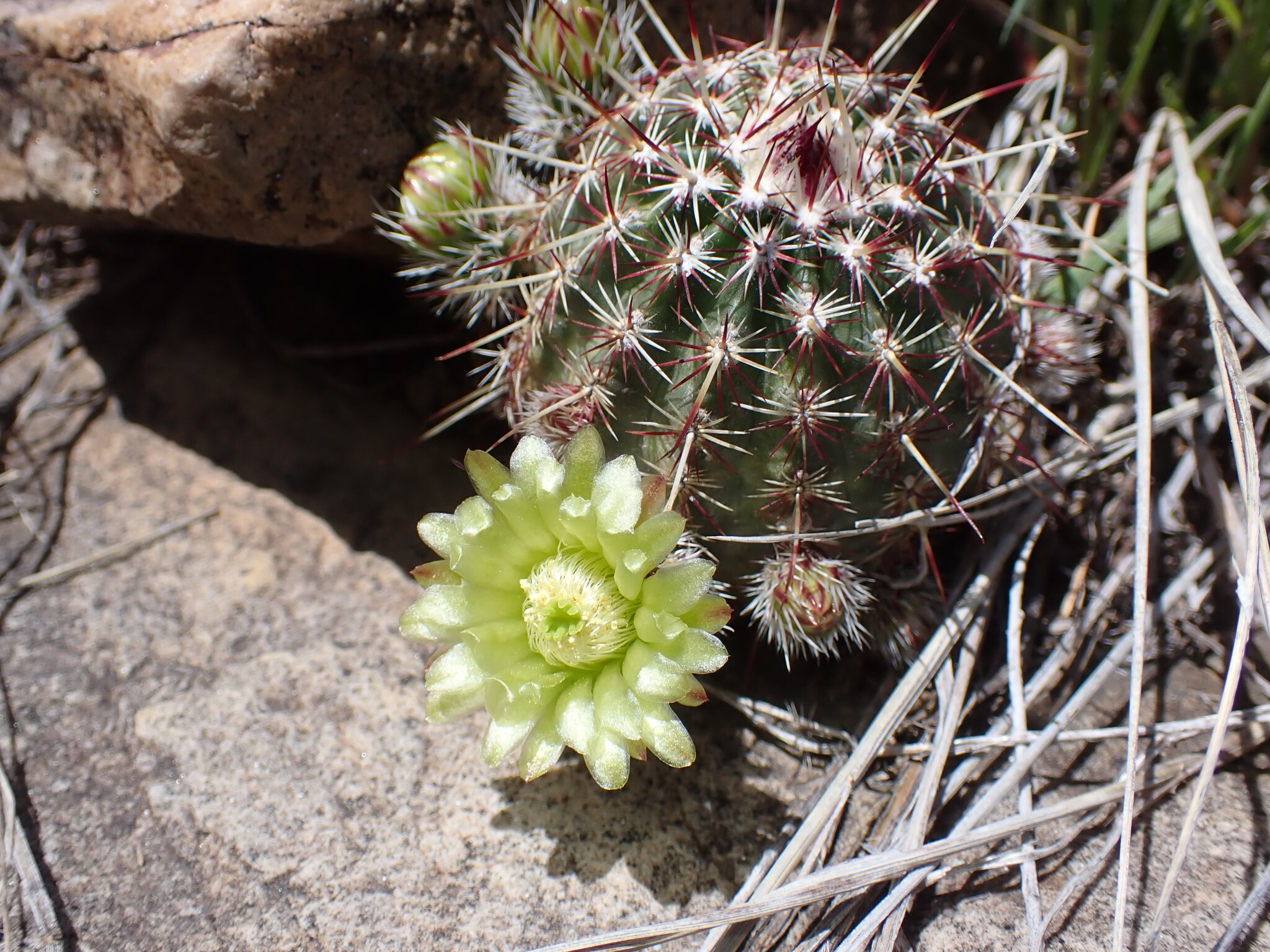 Echinocereus viridiflorus