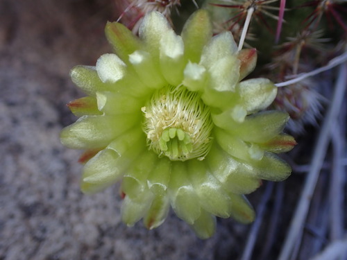 Echinocereus viridiflorus