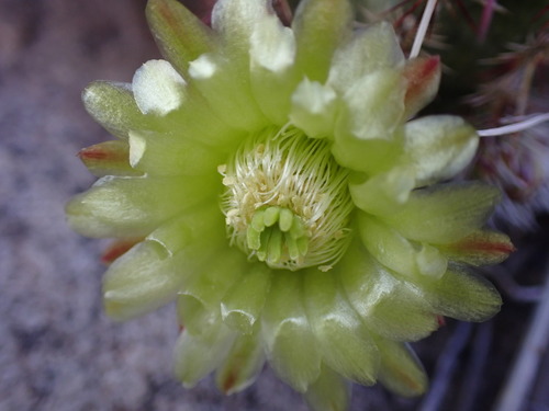 Echinocereus viridiflorus